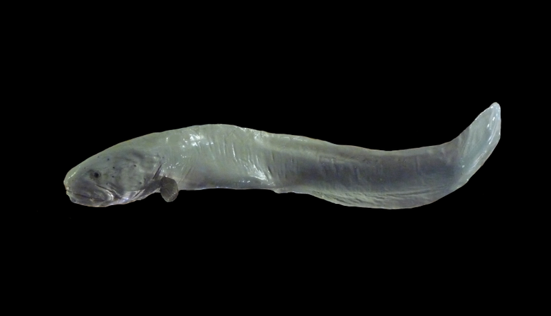 Another google search will do this fish more justice (Image: Citron/Wikimedia Commons)